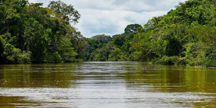 Argentina registrou o retorno do maior predador aquático da América do Sul após 40 anos