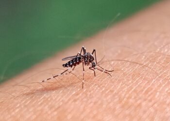 Pesquisadores avisam que novo mosquito da dengue sobrevive a inseticidas e gera alerta no verão