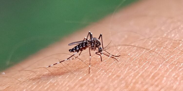 Pesquisadores avisam que novo mosquito da dengue sobrevive a inseticidas e gera alerta no verão