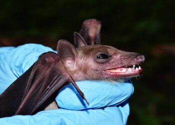 Subgênero do coronavírus é detectado em morcegos do Nordeste e cientistas apontam se há motivo para pânico