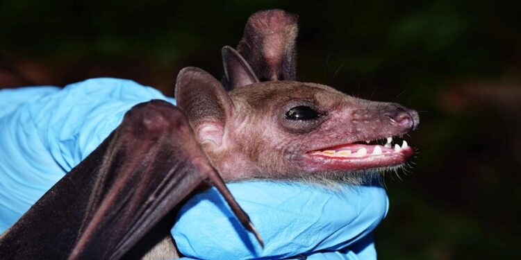Subgênero do coronavírus é detectado em morcegos do Nordeste e cientistas apontam se há motivo para pânico