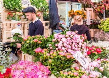 Floriculturas estão ganhando muito dinheiro com planta que chegou para substituir as tradicionais árvores de Natal