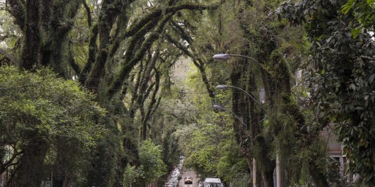Rua mais bonita do mundo fica no Brasil e nem parece estar numa grande cidade