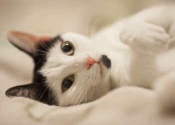 3 gatos mais fortes do planeta impressionam pela resistência