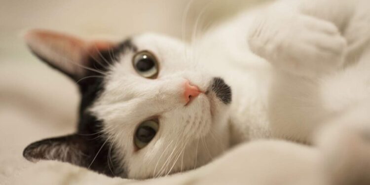 3 gatos mais fortes do planeta impressionam pela resistência