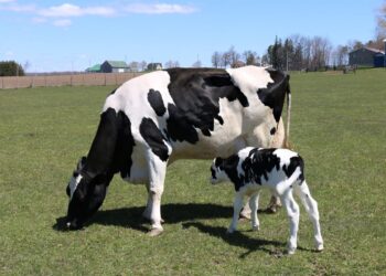 Fazenda com 200 mil vacas leiteiras se torna uma cidade agroindustrial que produz milhões de litros por dia