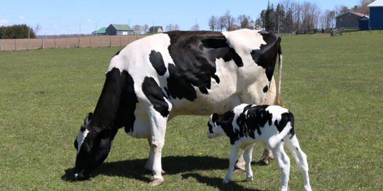 Fazenda com 200 mil vacas leiteiras se torna uma cidade agroindustrial que produz milhões de litros por dia