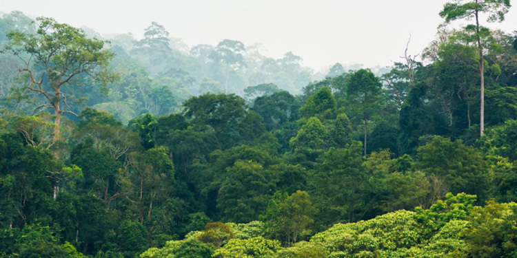Floresta vira sonho de consumo de ricaços por motivo inusitado que rende até R$ 7,5 milhões todos os anos