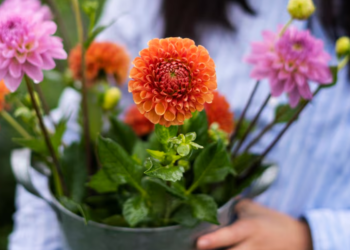 Ótima flor para ter em casa é fácil de cuidar e muito cheirosa