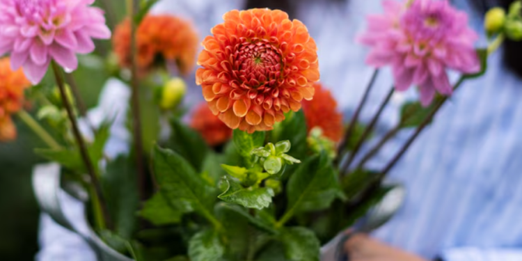 Ótima flor para ter em casa é fácil de cuidar e muito cheirosa