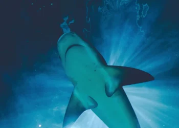 Litoral brasileiro procurado por milhares de turistas registra 82 casos de ataques de tubarão