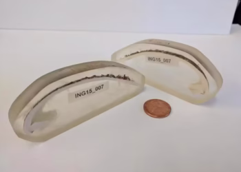 Animal mais velho do mundo com 507 anos foi encontrado e morto por humanos no mesmo dia