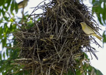 Pássaro dado como extinto há quase 40 anos ressurgiu em ilha para alegria de pesquisadores e biólogos