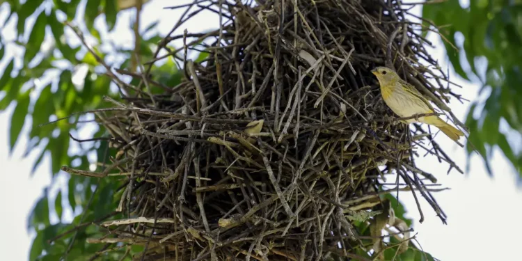Pássaro dado como extinto há quase 40 anos ressurgiu em ilha para alegria de pesquisadores e biólogos