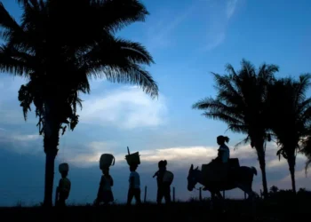 Alta demanda da China faz com que animal símbolo do Brasil enfrente sério risco de extinção