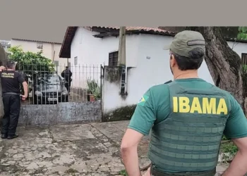 Ibama proíbe que estes 5 animais sejam criados como pets