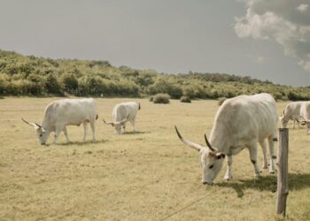 Touro mais caro do mundo entrou para a história ao ser vendido de forma parcelada em 40 vezes
