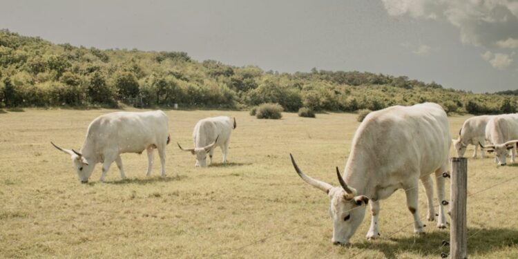 Touro mais caro do mundo entrou para a história ao ser vendido de forma parcelada em 40 vezes