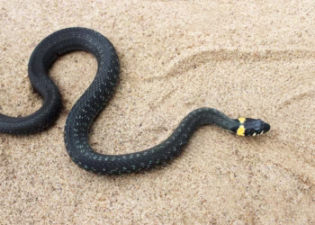 Alta quantidade de cobras leva praia do litoral paulista a instalar placas de alerta