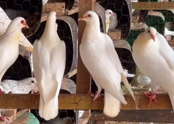 Empresa russa está modificando pombos para usar no lugar de drones