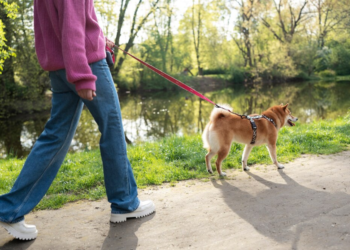 Passear com cães na rua passou a ser proibido por lei e somente tendo autorização será permitido sair neste país