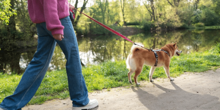Passear com cães na rua passou a ser proibido por lei e somente tendo autorização será permitido sair neste país