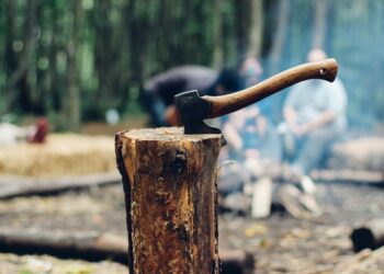 IBAMA proíbe que estas 4 espécies de árvores sejam cortadas