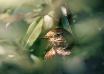 3 aves mais rápidas do mundo que impressionam pela velocidade