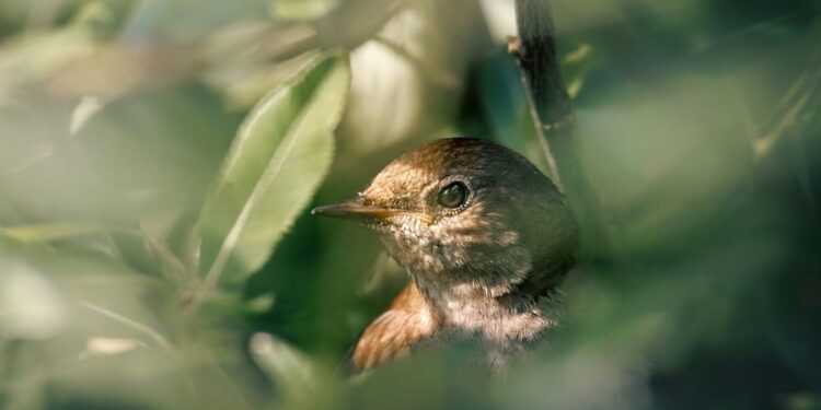 3 aves mais rápidas do mundo que impressionam pela velocidade