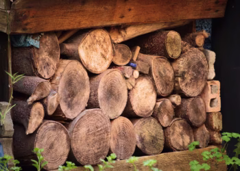 Cientistas determinam que madeira é mais rara do que diamantes