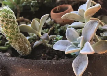 Plantas decorativas que costumam ser colocadas dentro de casa podem intoxicar animais
