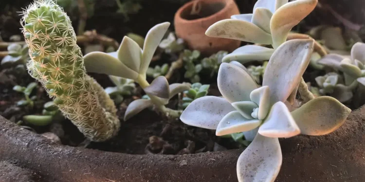 Plantas decorativas que costumam ser colocadas dentro de casa podem intoxicar animais