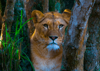 Maior zoológico do Brasil é como entrar na selva: são 3.000 animais em 825 mil metros quadrados