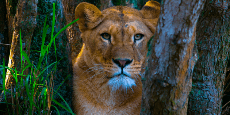 Maior zoológico do Brasil é como entrar na selva: são 3.000 animais em 825 mil metros quadrados
