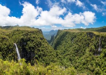 Espécie considerada extinta desde 1940 volta a ser flagrada na natureza