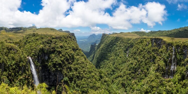 Espécie considerada extinta desde 1940 volta a ser flagrada na natureza