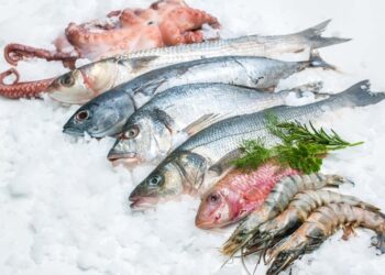 5 melhores peixes encontrados no Brasil para fazer filé