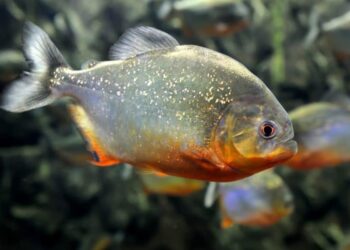 Piranhas estão invadindo e tomando conta do principal rio do Sul do Brasil