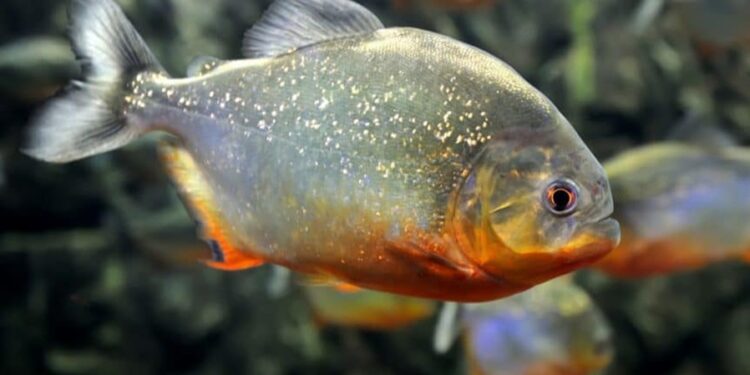 Piranhas estão invadindo e tomando conta do principal rio do Sul do Brasil