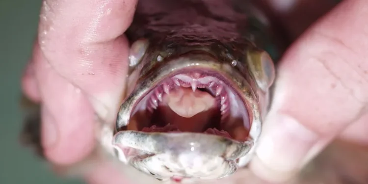 Peixe capaz de sobreviver fora d’água por vários dias vira praga e ameaça dominar o ecossistema marinho neste país