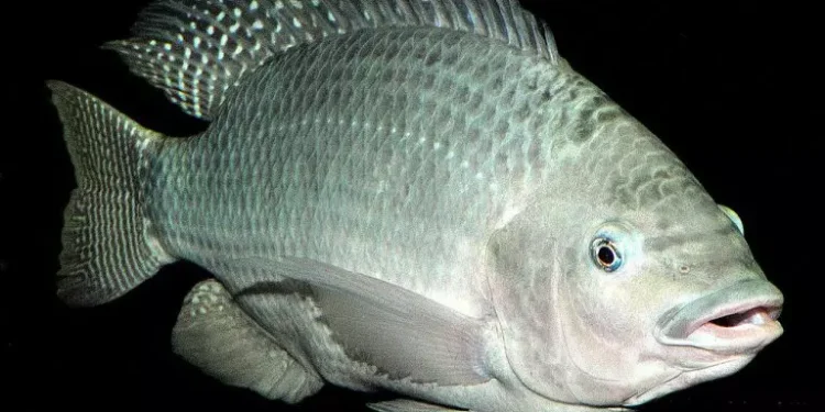 Espécie invasora de tilápia deixa pescadores em estado de alerta no Brasil