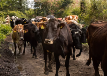 Animal exótico e pouco visto no Brasil é flagrado na região mais fria do país convivendo com gados
