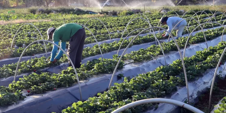 Produtores rurais descobrem nova forma de ganhar dinheiro atendendo pessoas que moram na cidade