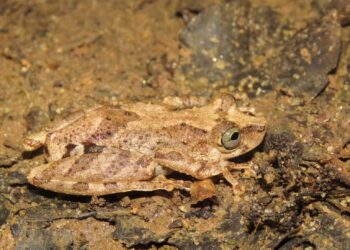 Nova espécie de anfíbio é descoberta no Brasil