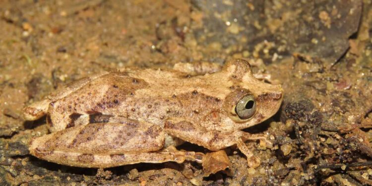 Nova espécie de anfíbio é descoberta no Brasil