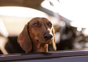 Quem deixar animais no carro vai tomar multa de quase R$ 20 mil em cidade de São Paulo
