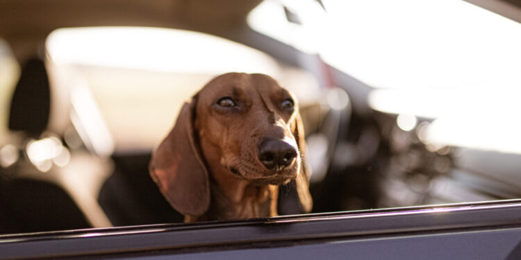 Quem deixar animais no carro vai tomar multa de quase R$ 20 mil em cidade de São Paulo