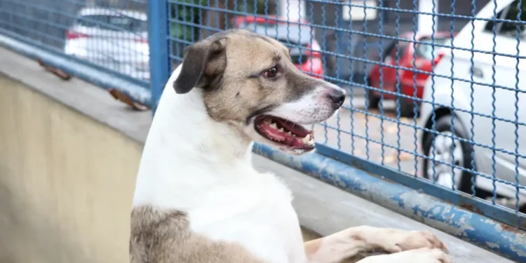 Cachorros que coçam a orelha todos os dias podem estar sofrendo com problema sério