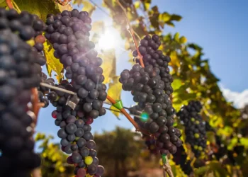 Cidade do interior paulista vai ganhar hotel de R$ 350 milhões da melhor vinícola do mundo