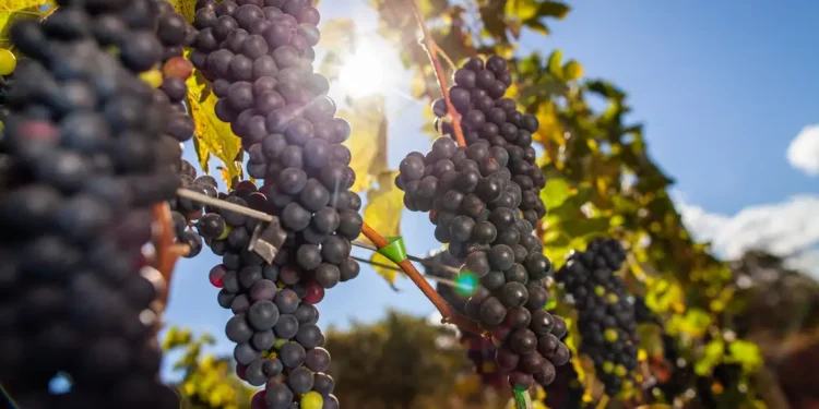 Cidade do interior paulista vai ganhar hotel de R$ 350 milhões da melhor vinícola do mundo